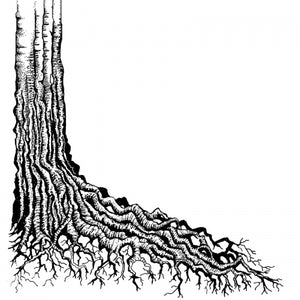 LAV160 Tree Root
