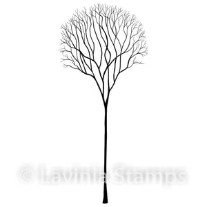 LAV532 Skeleton Tree
